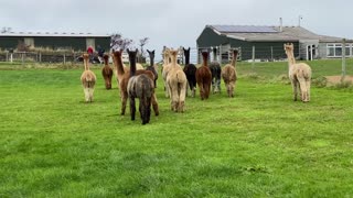 Alpaca alarm calls