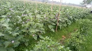 Eggplant farming in the philippines