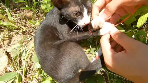 Rescue poor cat tied up and crying for help in the garden