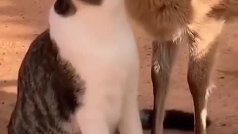 trending Funny Cat 😹😹🐐🐠Video cat kissed deer video