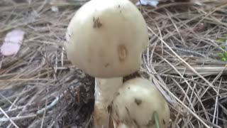 Mushrooms