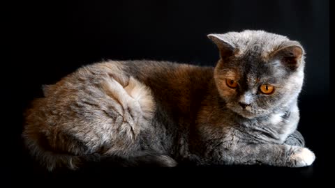 A lovely gray cat plays with its head and is not excited about the movement