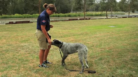 "Teach Your Dog to 'Sit': Force-Free Training Techniques for a Happy, Well-Behaved Pet!"