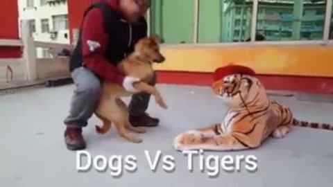 Bark vs Roar: Dogs Encounter Fake Tigers in Rib-Tickling Standoff!