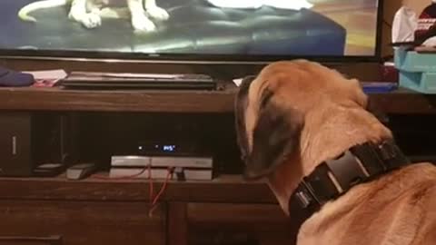 Pooch watches video himself as a puppy, howls in excitement