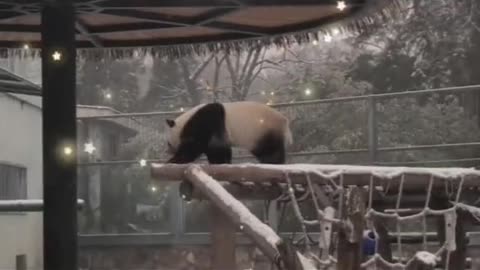 Go ahead and play with it # Giant panda Moolan