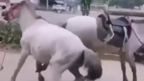 when your two horses practice martial arts