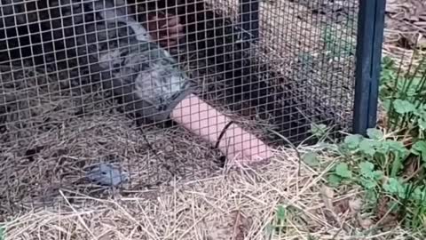 Saving a bird from the Chicken 🐔 Cage!