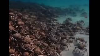 crabs mount defense against Arrais