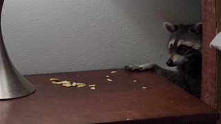 Raccoon Sneaks Snacks