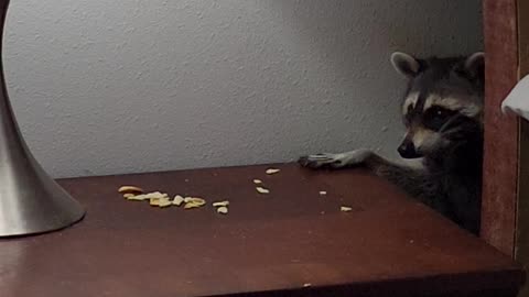 Raccoon Sneaks Snacks
