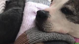 Staffie guarding little kitten whilst it sleeps