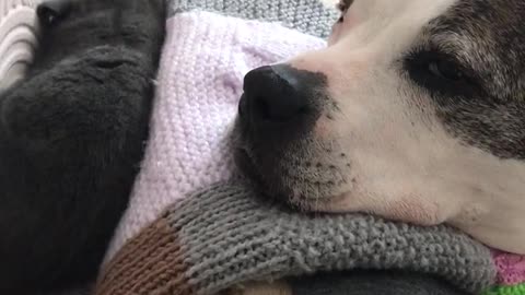 Staffie guarding little kitten whilst it sleeps