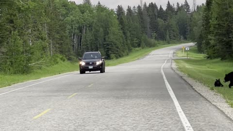 Bear Cub Goes Back for Smaller Sibling