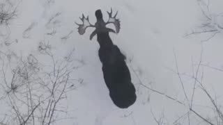 Drone footage recorded in a New Brunswick woodland shows a moose losing both of its antlers