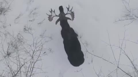 Drone footage recorded in a New Brunswick woodland shows a moose losing both of its antlers