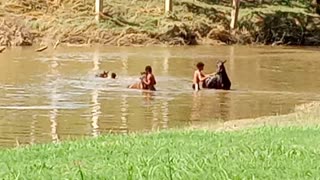Boys Swiming with their Horses in the River