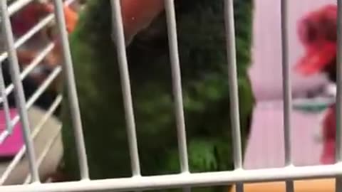 🦜talkative Blue crown conure BINGO BINGO ♂ murmurs LA LA LA LA🦜🦜