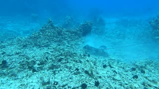 Kona 5-29-22 eagle ray