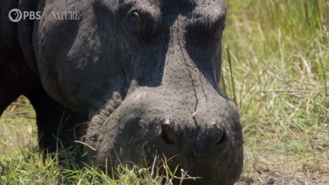 Hippos Battle Lions and Hyenas Over Carcass