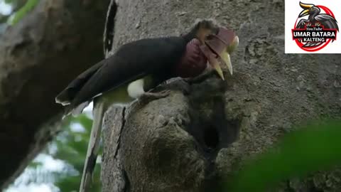 Hornbills native to Borneo have a melodious voice