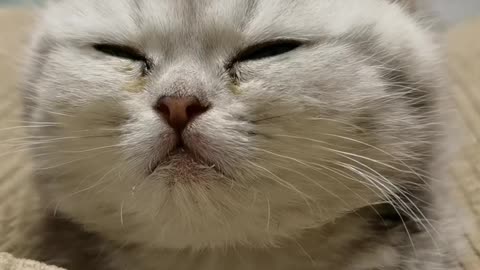 Funny BOSS Cat Dog Moment 🤣 Best Animal Videos #31 #shorts #viral #cute #pet #dog #cat