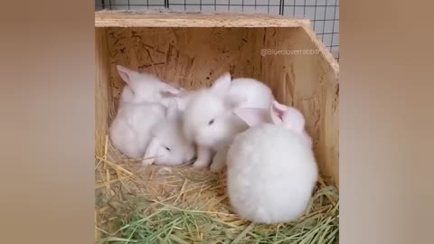 Bunny rabbit,fat rabbit,cute fat rabbit 🐇 cute bunnies