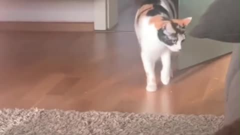 Kitty Sees Neighbor Cat Nemesis At Front Door, Meows The House Down | Funny Cats