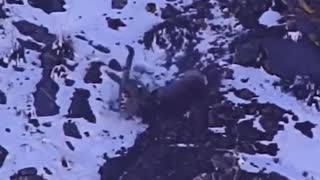 😲Snow leopard falls off cliff to hunt