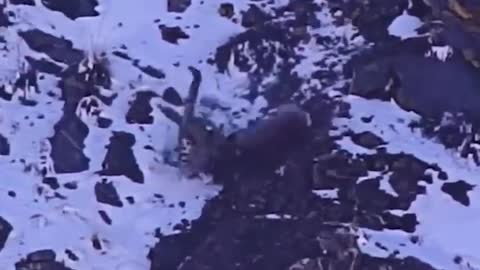 😲Snow leopard falls off cliff to hunt