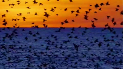 Incredible Birds' Sound in Heaven of Earth #AmazingBirds