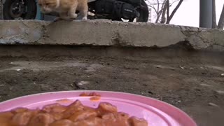 Food Delivery for Cats Using RC Car