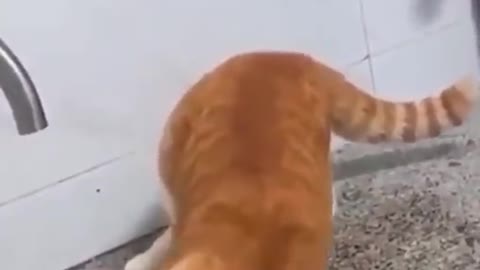 Watch These Funny Cats!! So Cute!