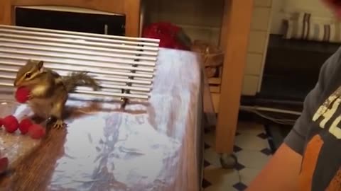 Guy Rescues A Baby Chipmunk And Becomes His Best Friend | The Dodo Soulmates