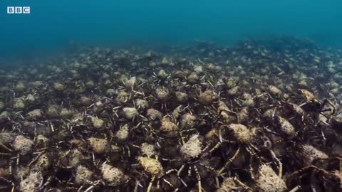 Stingray Ambushes Army Of Crabs | Blue Planet II | BBC Earth