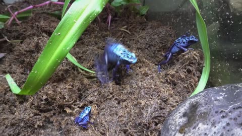 Zoo Boasts Success Breeding Rare Blue Poison Dart Frogs After Stopping Them Eating Each Other
