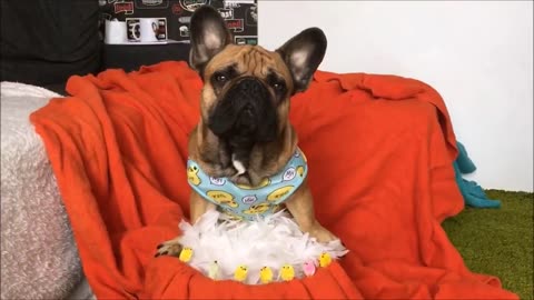 10 Funny Frenchies Compilation - TRY NOT TO LAUGH!