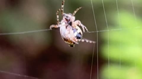 the pattern on this spider looks like an alien