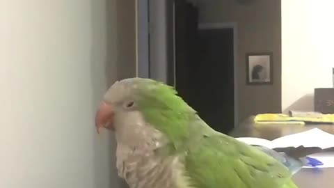 My parrot Do a spin