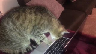 Cat tries to make contact with cat in video