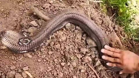 Snake catch funny moments