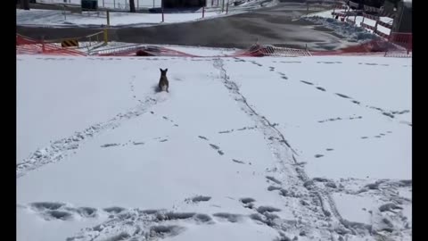 Dog watches people sledding, proceeds to do it herself