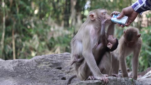 A kind man gives milk to a monkey to drink #monkey #baby #cute