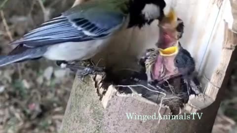 Mother bird feeding babies