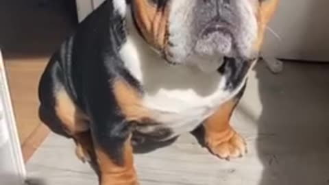 Confused pup has priceless reaction when he hears a fly