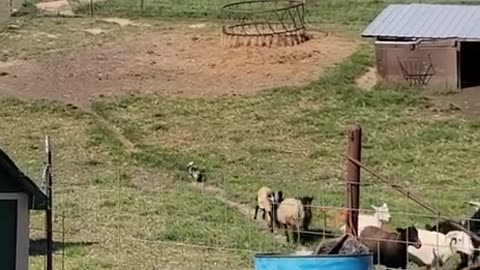 A Piglet Herding 😂 Sheep