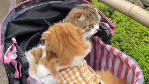 Excellent smart cats