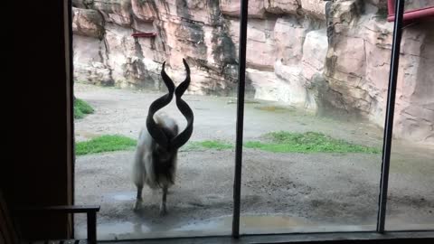 "Markhor's Desperate Escape Attempt"