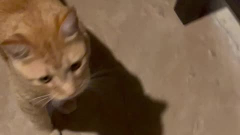 Cat versus a cicada