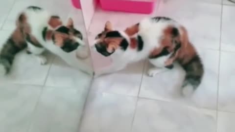 cat looking in mirror for the first time